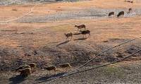 Severe drought in the Central region caused flocks of Ninh Thuan sheep to die and the lake to have a bare bottom and crack