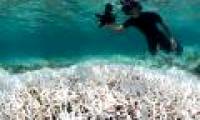 Severe weather destroys 50% of Australian marine ecosystems