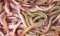 Sexual reproduction - the unique point of the species