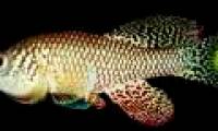 'Sexuality' in Killi fish may be the key to preventing aging
