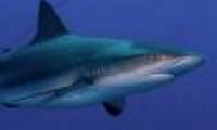 Shark liver compound cure dengue fever, hepatitis