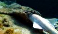 Shark sharks eating bamboo sharks