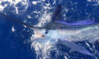 Shark survives swordfish stab wound to the head