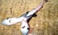 Sharks 2 heads appear much, and the underlying cause is very worrying