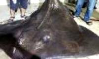 Sharks and stingrays miscarry when caught