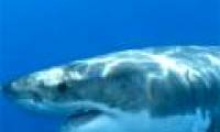 Sharks attack