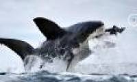 Sharks break teeth because of hunting