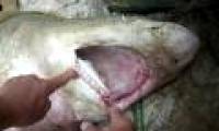 Sharks in Binh Dinh are special resources