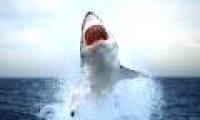 Sharks often attack people when the moon is new