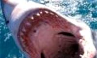 Sharks prefer to attack men more than women