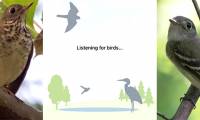 'Shazam for birds' app detects songs with incredible accuracy