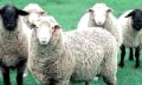 Sheep are smarter than monkeys