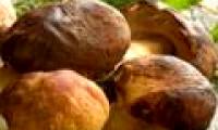 Shiitake can prevent HPV virus