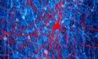 Shocking discovery: Consciousness is not entirely in the brain, so where are they located?