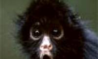 Shocking discovery of monkey's memory