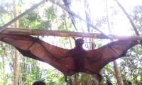 Shocking discovery: Philippine bats as big as adults.