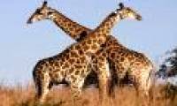 Shocking findings: 94% of giraffes are studied for homosexual relationships