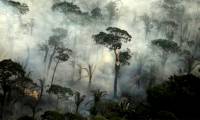 Shocking revelation: Every 6 seconds, a large primeval rain forest across the football field is destroyed