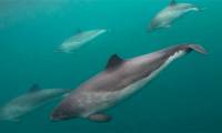 Short-snouted dolphins have the ability to 'talk' with harpoons of different species