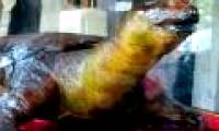 Should the Ho Guom Turtle 'live try'