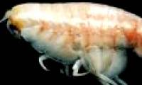 Shrimp gnaw on the wreck of the sea