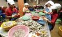Shrimp shells are not garbage