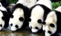Sichuan Big Panda Reserve