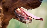 Signs of a rabid dog