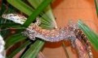 Singapore successfully propagated Komodo dragon