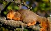 Sleeping a lot will help the body resist parasitic disease