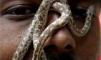 Slow down the aging process thanks to venom from venomous snake venom