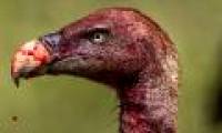 Small experiments show us the feeling of being scolded by vultures