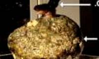 Small fish can attract objects 300 times heavier