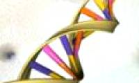 Small mutations form modern humans
