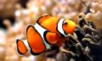 Smaller fish because of climate change