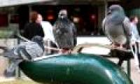 Smart birds help each other drink water