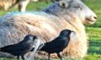 Smart crow sneaks up sheep wool to build a nest