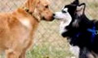 Smelling animals to ... communicate