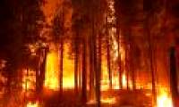 Smoke and forest fires are assassins with humanity