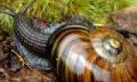 Snail 6,000 big teeth with fists eat deep soil
