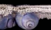 Snails do not know how to swim, lifelong take foams to make houses