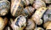 Snails use only two neurons to make decisions