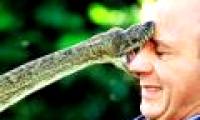 Snake fear syndrome and treatment