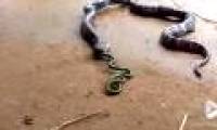 Snake horrors buckled and vomited from the stomach