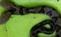 Snake poisoned two heads crawled into American houses