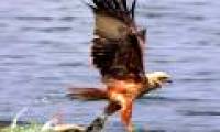 Snake sly snatch fish right in the eagle's feet