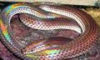 Snake species emit iridescent colors under sunlight, there are many in Vietnam