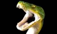Snake venom can be born to attack enemies, not to defend itself