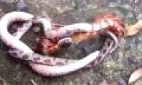 Snakes died in a death battle with poisonous centipedes