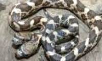 Snakes have two heads with different personalities